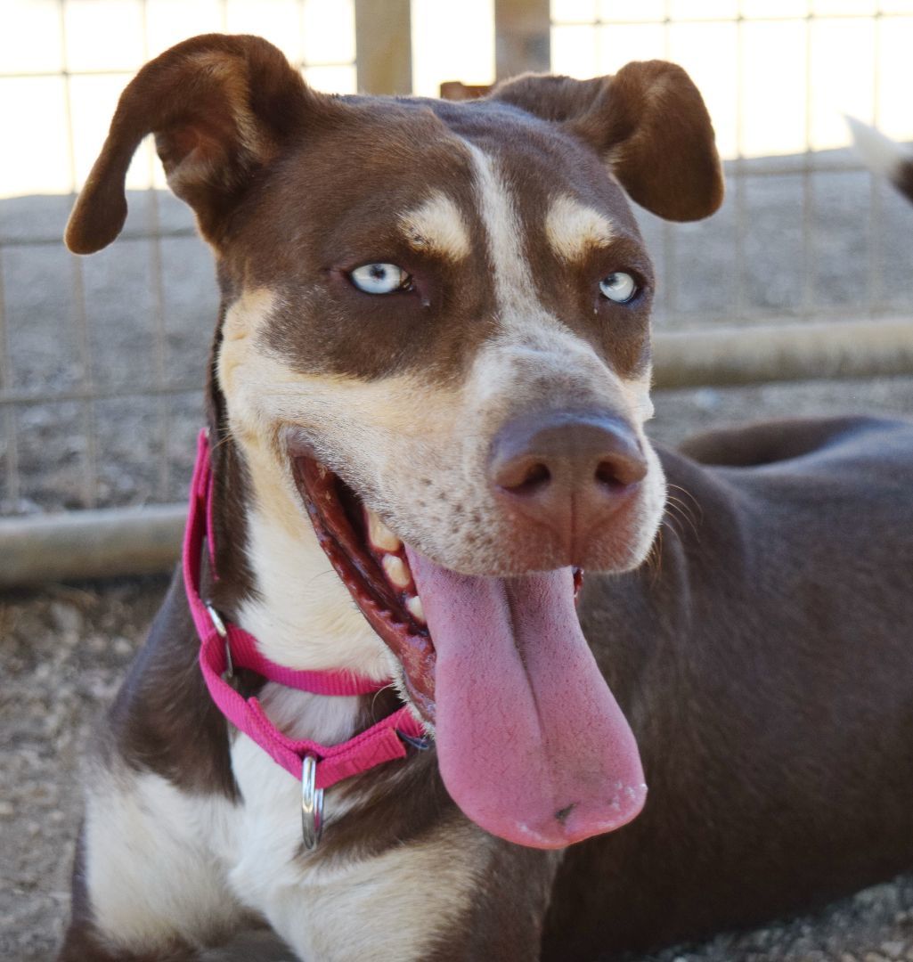 Maggie, a Adoptable mixed breed in Bulverde, TX image 2/12