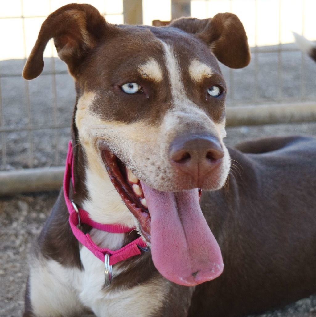 Maggie, a Adoptable mixed breed in Bulverde, TX image 2/6
