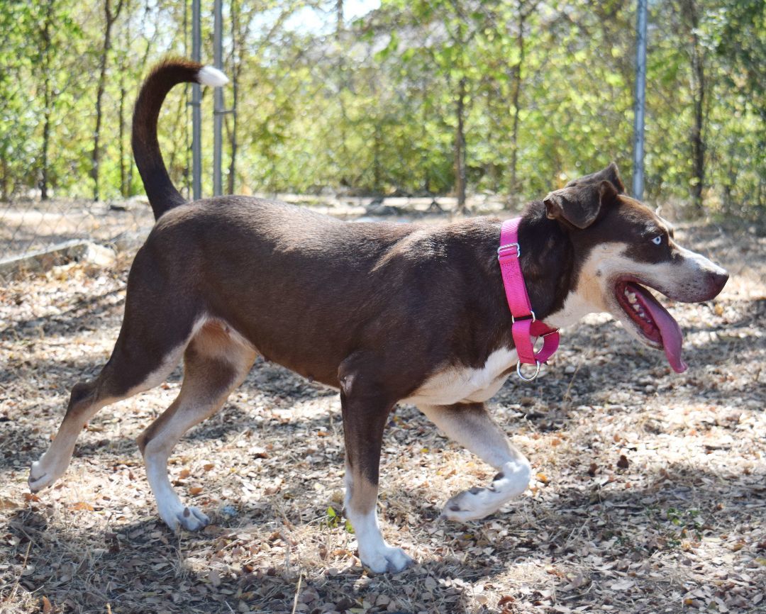 Maggie, a Adoptable mixed breed in Bulverde, TX image 3/12
