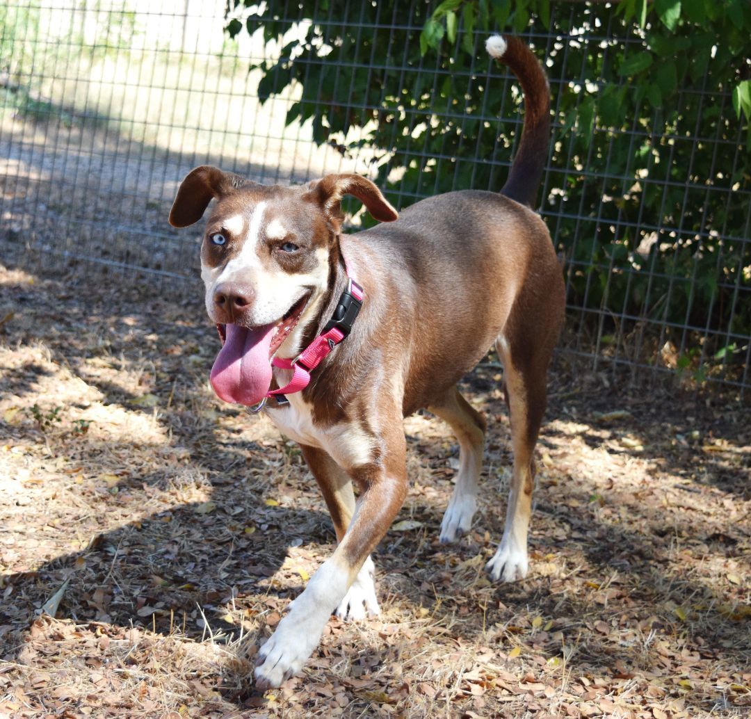 Maggie, a Adoptable mixed breed in Bulverde, TX image 4/12