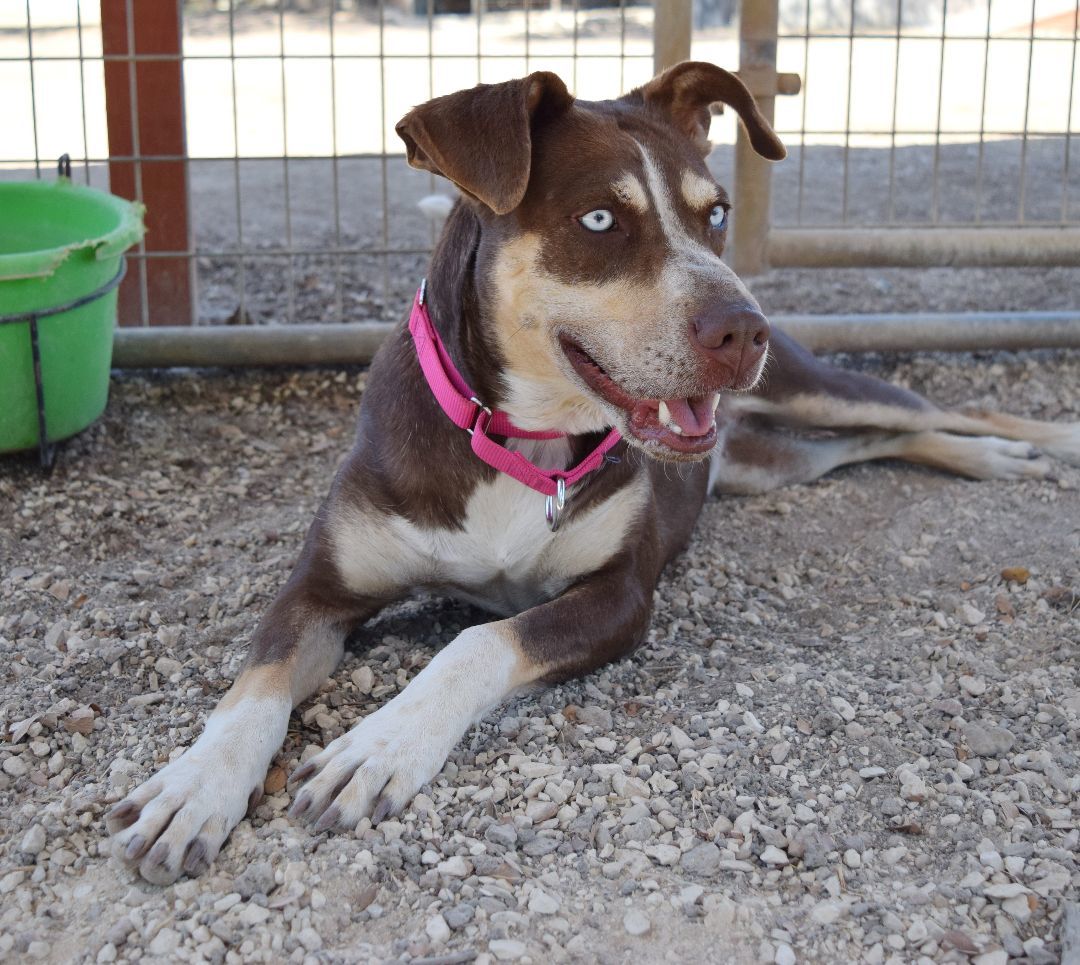 Maggie, a Adoptable mixed breed in Bulverde, TX image 5/12