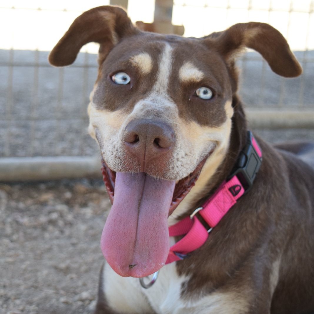 Maggie, a Adoptable mixed breed in Bulverde, TX image 1/6
