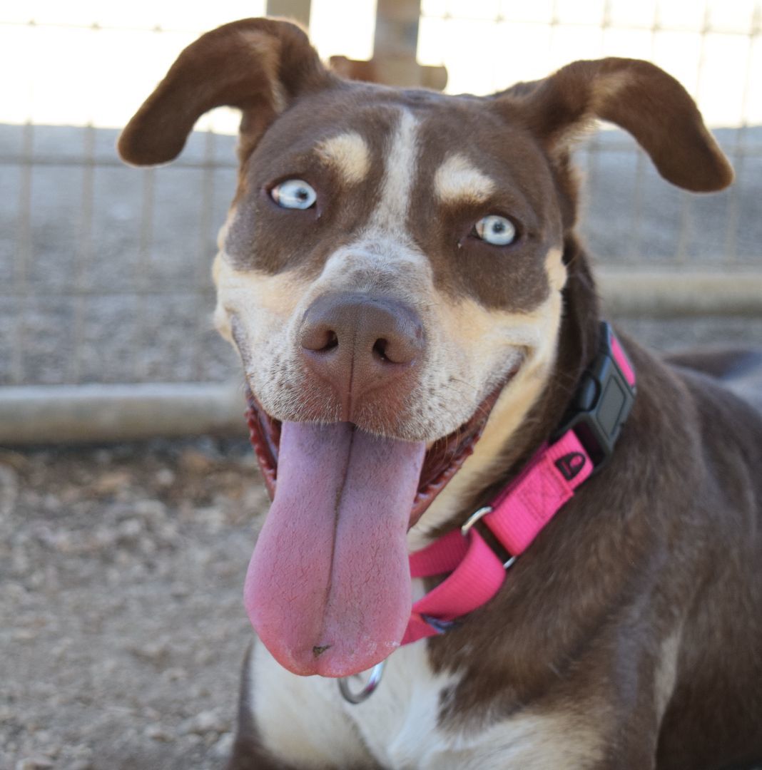 Maggie, a Adoptable mixed breed in Bulverde, TX image 6/12
