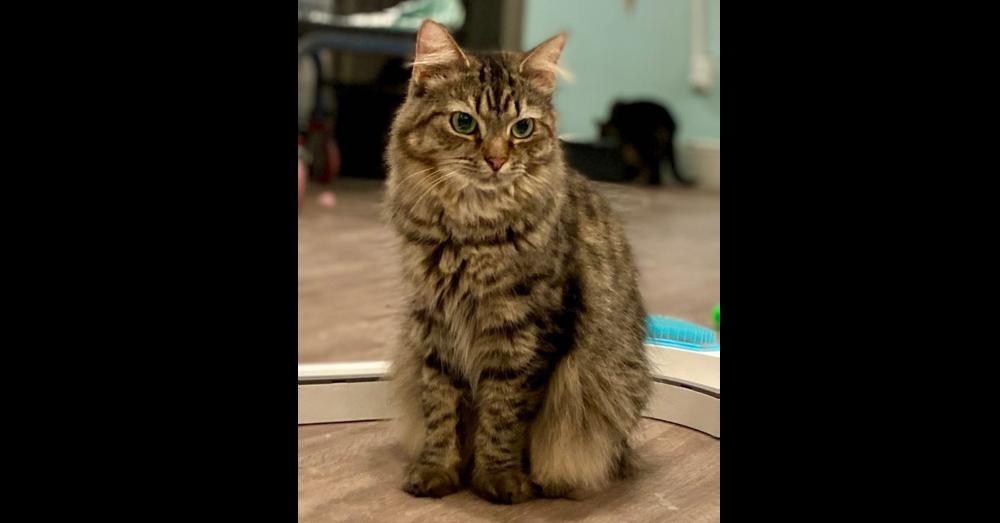 Enlarge Mossy, a Adoptable Domestic Medium Hair in New Cumberland, WV image 1/2