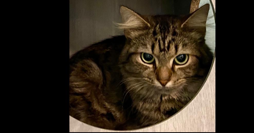 Mossy — thumbnail 2