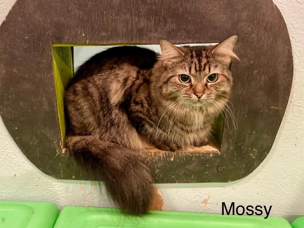 Enlarge Mossy, a Adoptable Domestic Medium Hair in New Cumberland, WV image 2/2