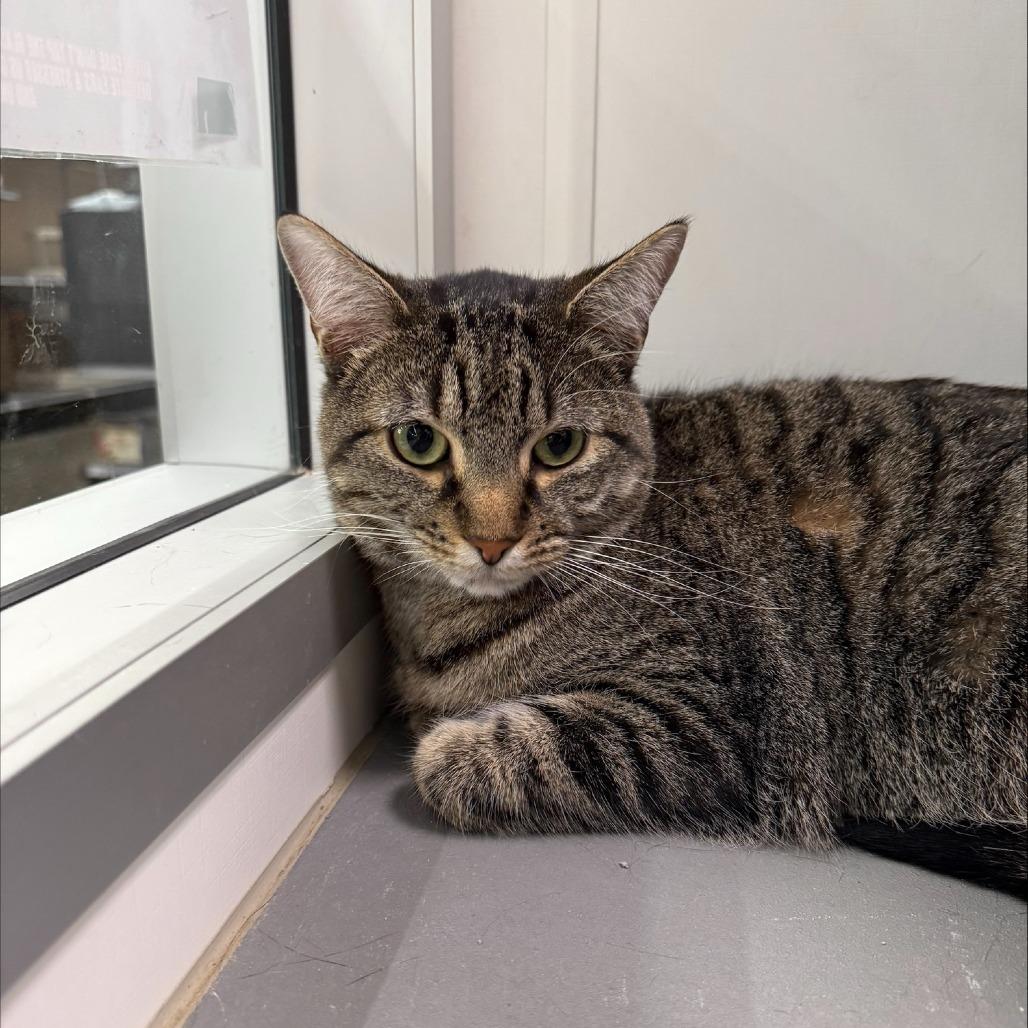 Milo, Adoptable, Adult Male Domestic Medium Hair.