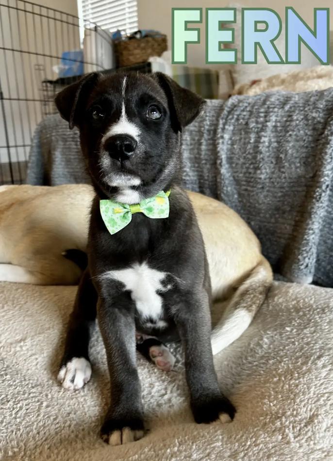 Fern, ADOPTABLE, Puppy Male Shepherd & Husky.