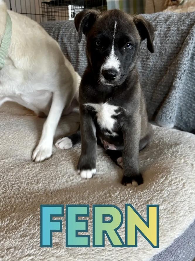 Enlarge Fern, a ADOPTABLE mixed breed in Orlando, FL image 2/2