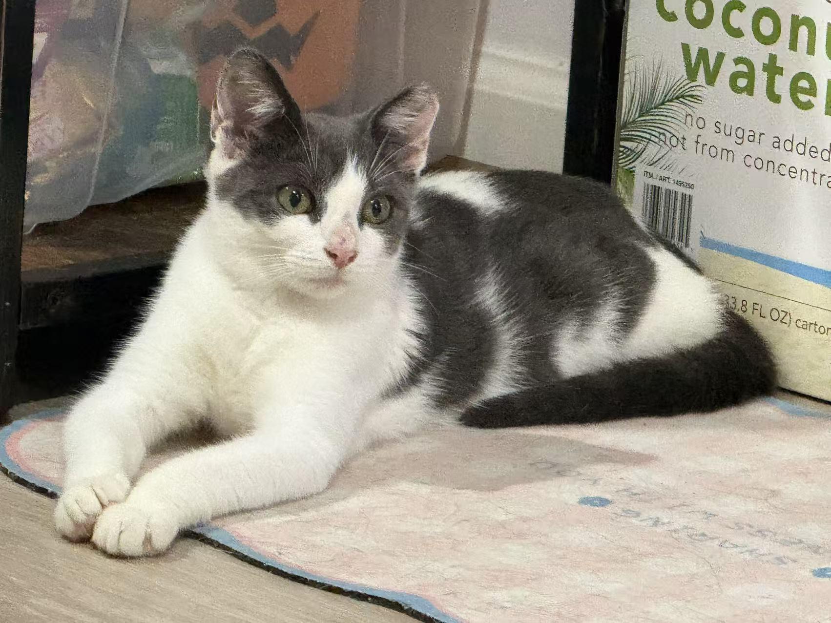 Autumn, a ADOPTABLE mixed breed in Flushing, NY image 3/6
