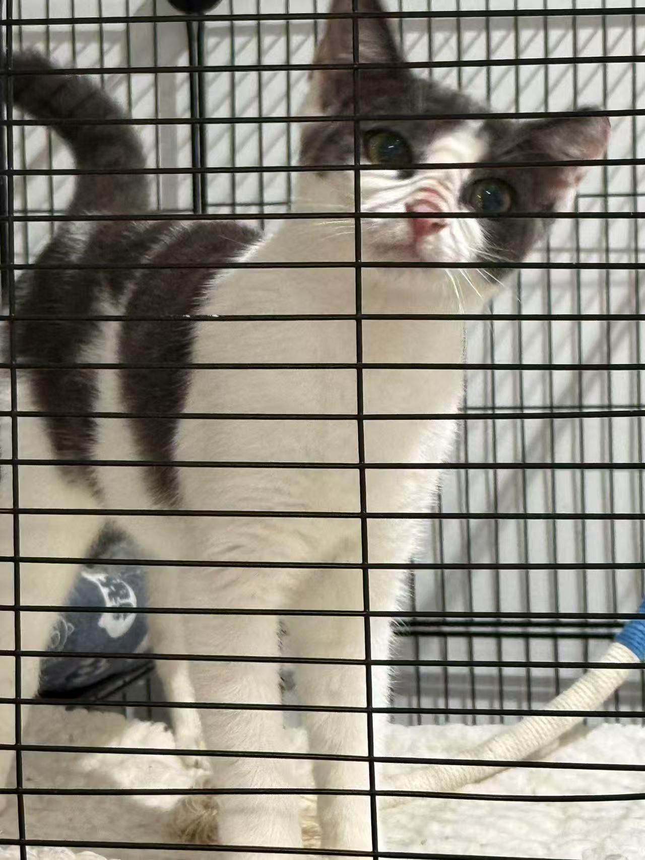 Autumn, a ADOPTABLE mixed breed in Flushing, NY image 4/6