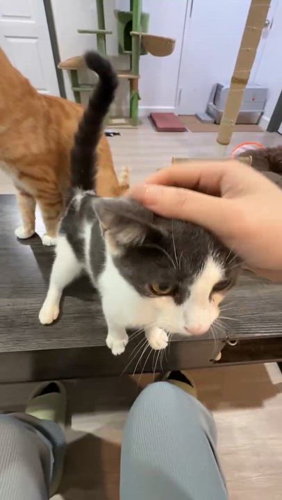 Enlarge Autumn, a ADOPTABLE mixed breed in Flushing, NY video 2/6