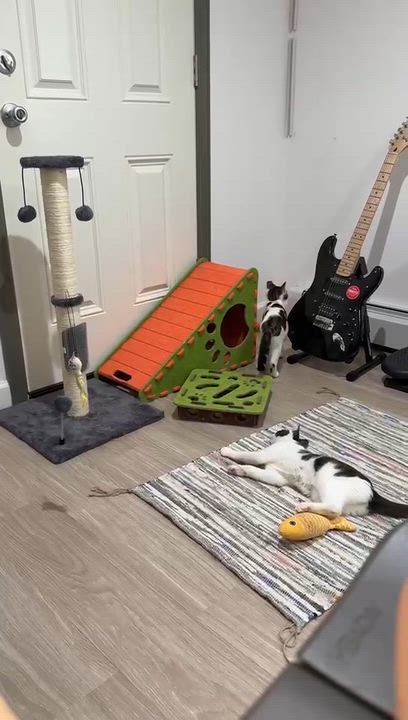 Enlarge Autumn, a ADOPTABLE mixed breed in Flushing, NY video 6/6