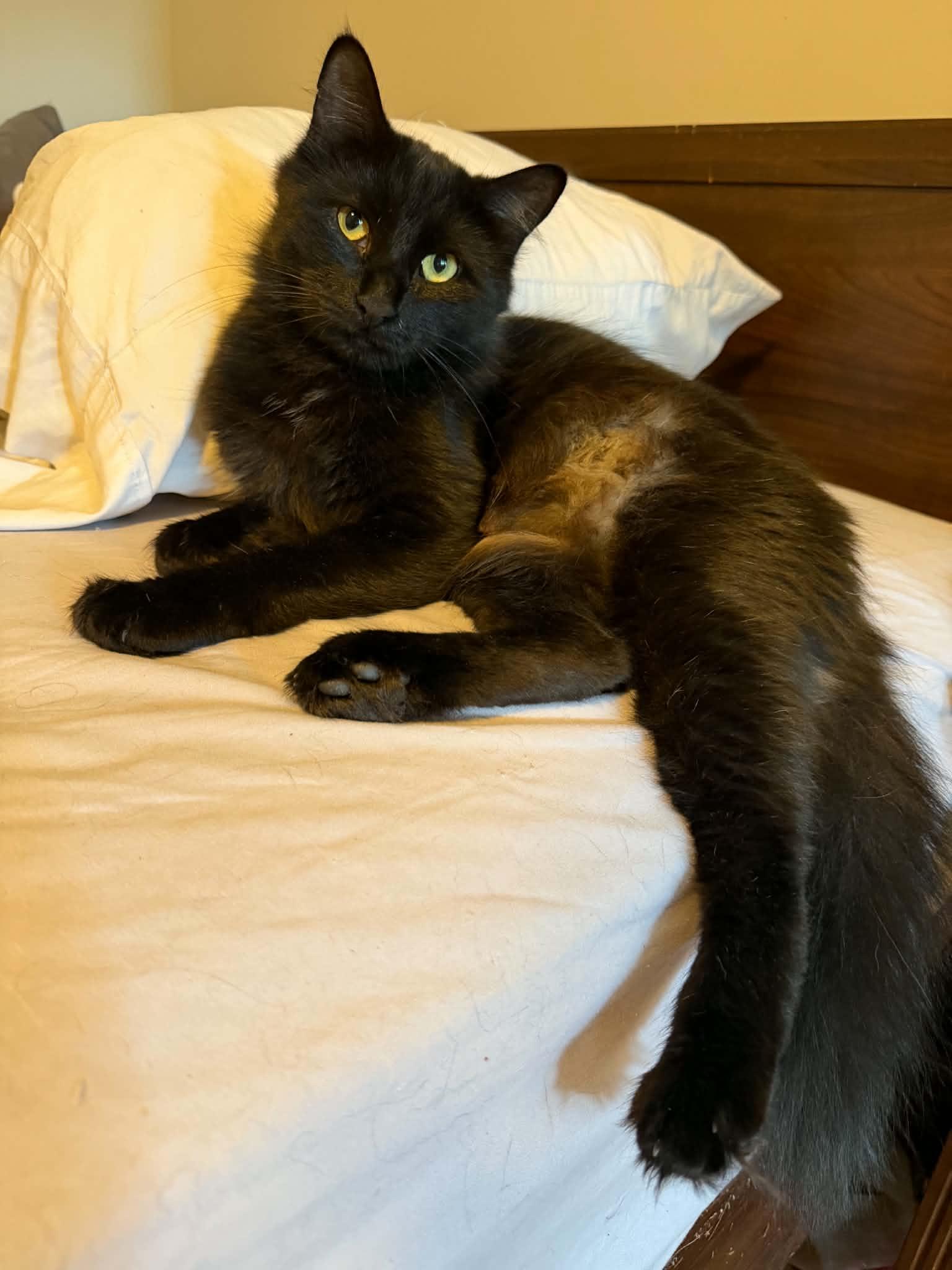Marlene, Adoptable, Adult Female Domestic Long Hair.