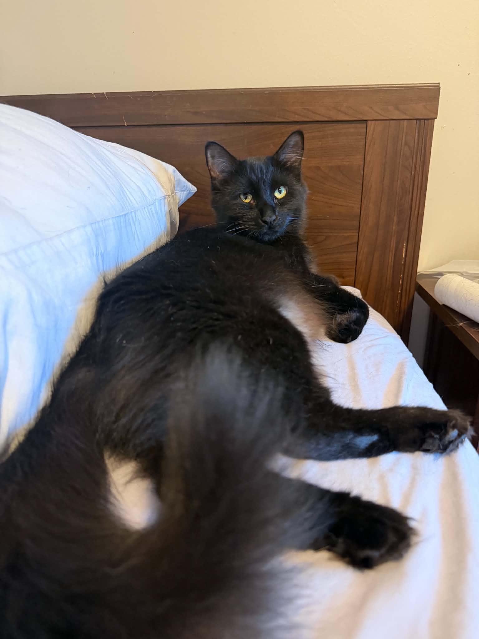 Enlarge Marlene, a Adoptable Domestic Long Hair in Croton on Hudson, NY image 2/3