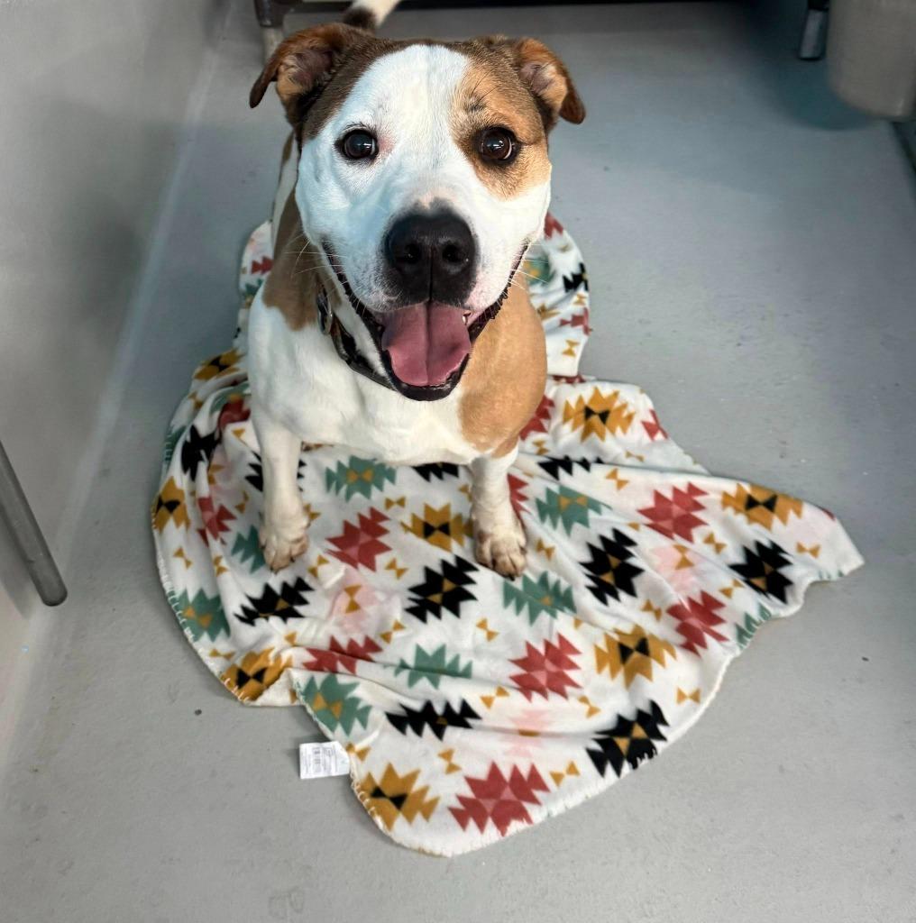 Enlarge Tanner (once Bouda), a Adoptable mixed breed in Augusta, GA image 1/2