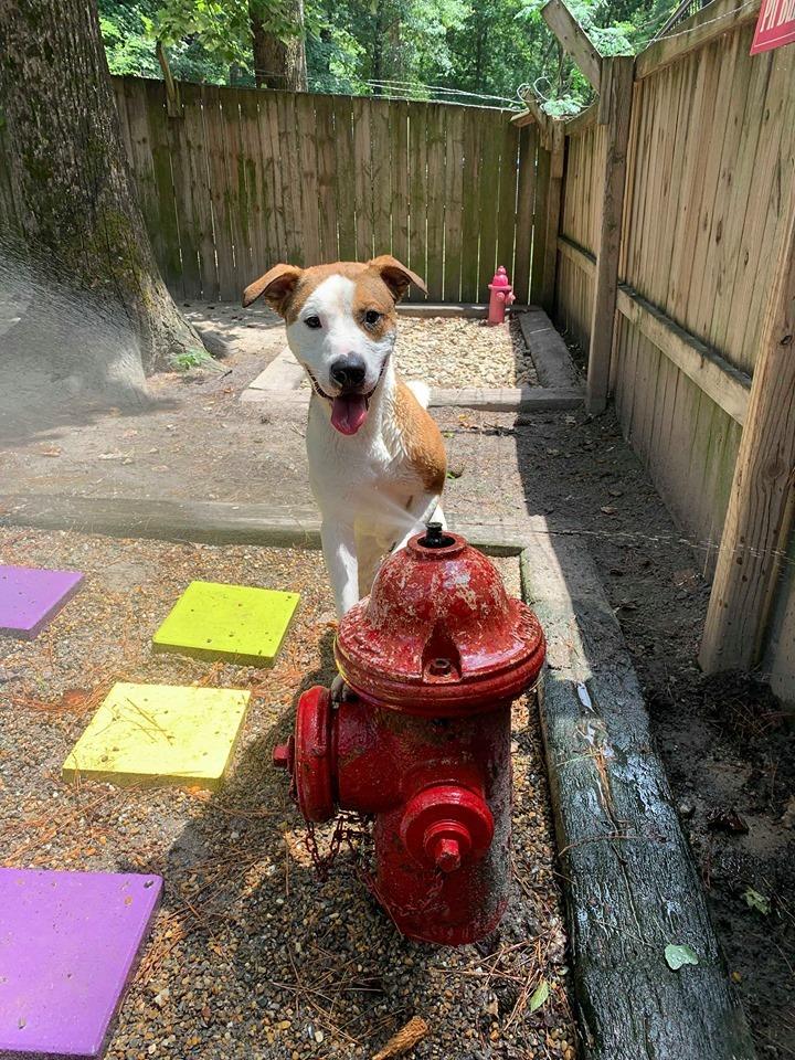 Enlarge Tanner (once Bouda), a Adoptable mixed breed in Augusta, GA image 2/2