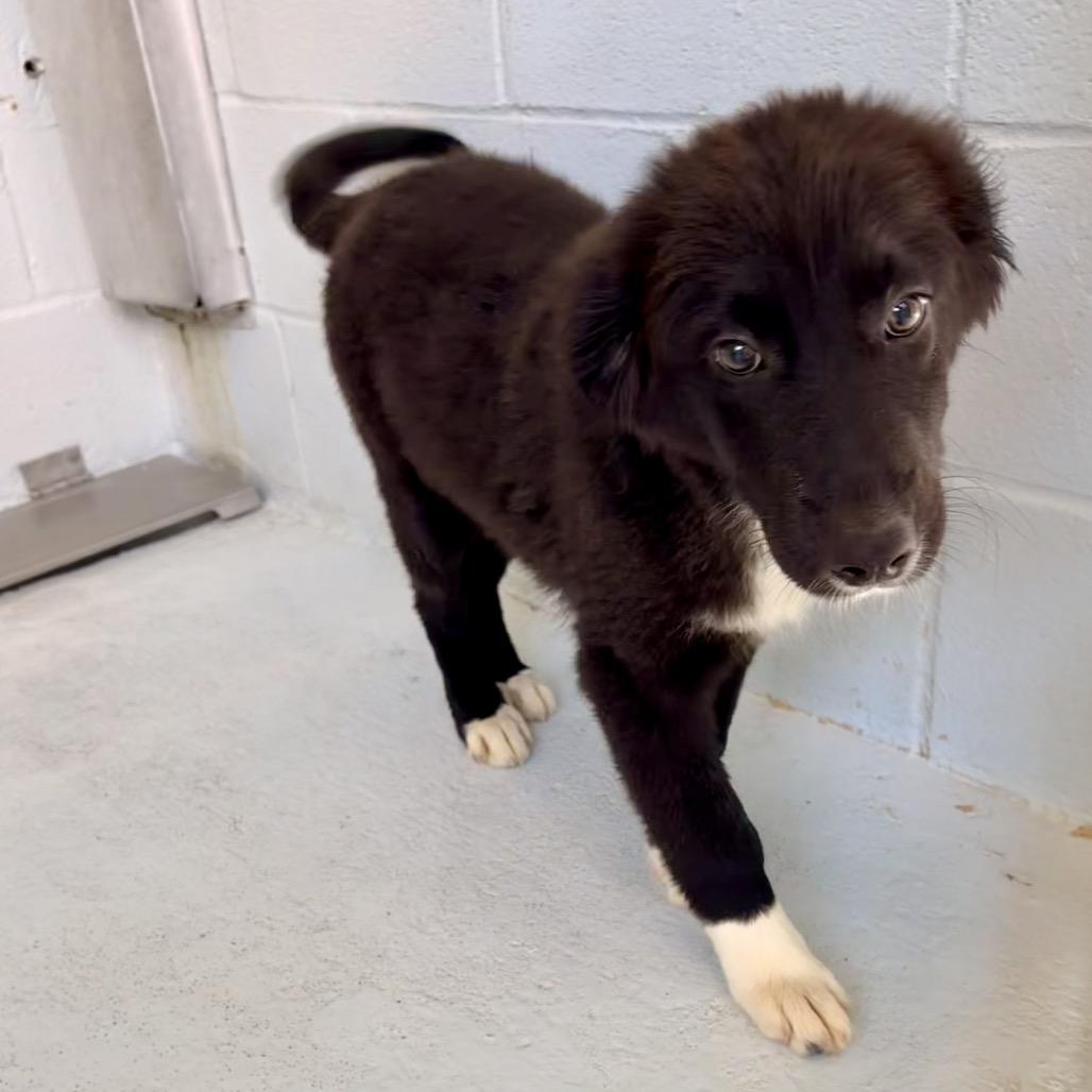 Reba 26-04-055, Adoptable, Puppy Female Border Collie & German Shepherd Dog.