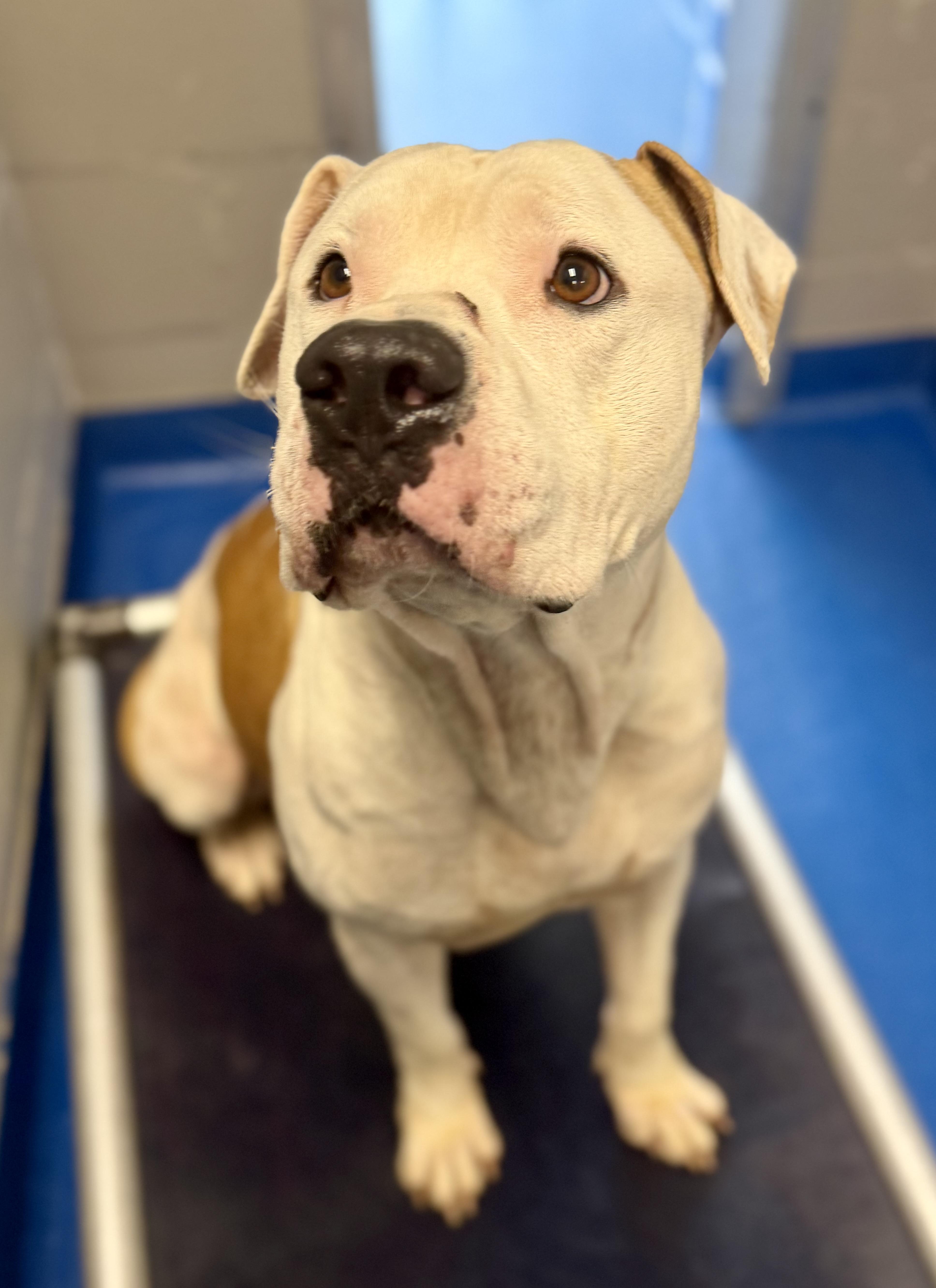 Enlarge Pork Chop, a Adoptable mixed breed in Lancaster, SC image 2/4