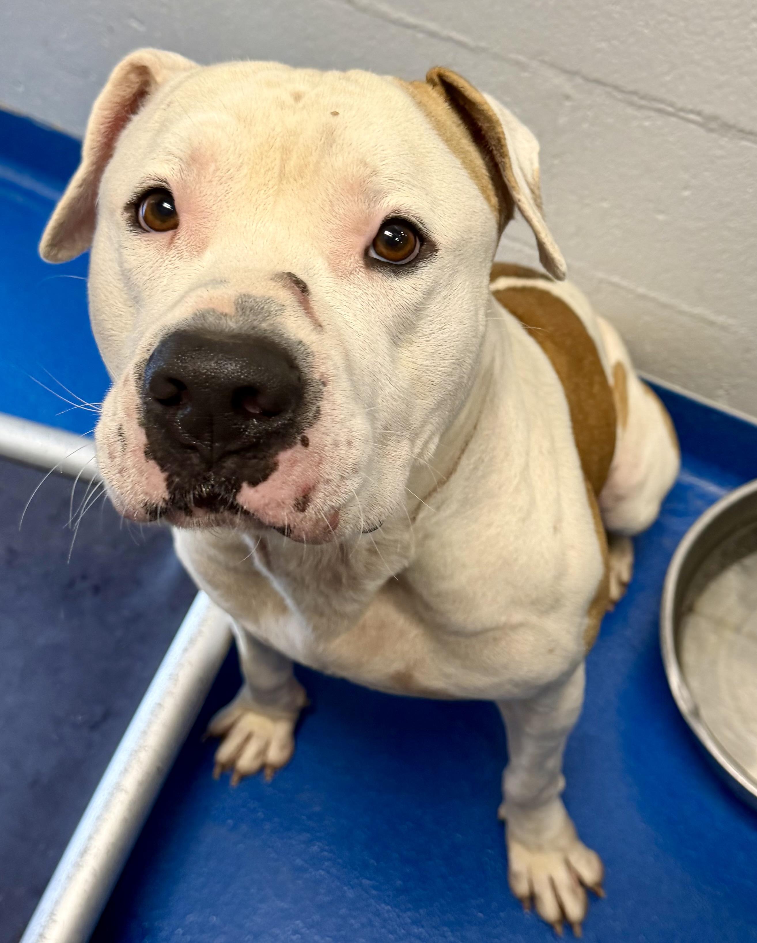 Enlarge Pork Chop, a Adoptable mixed breed in Lancaster, SC image 1/4