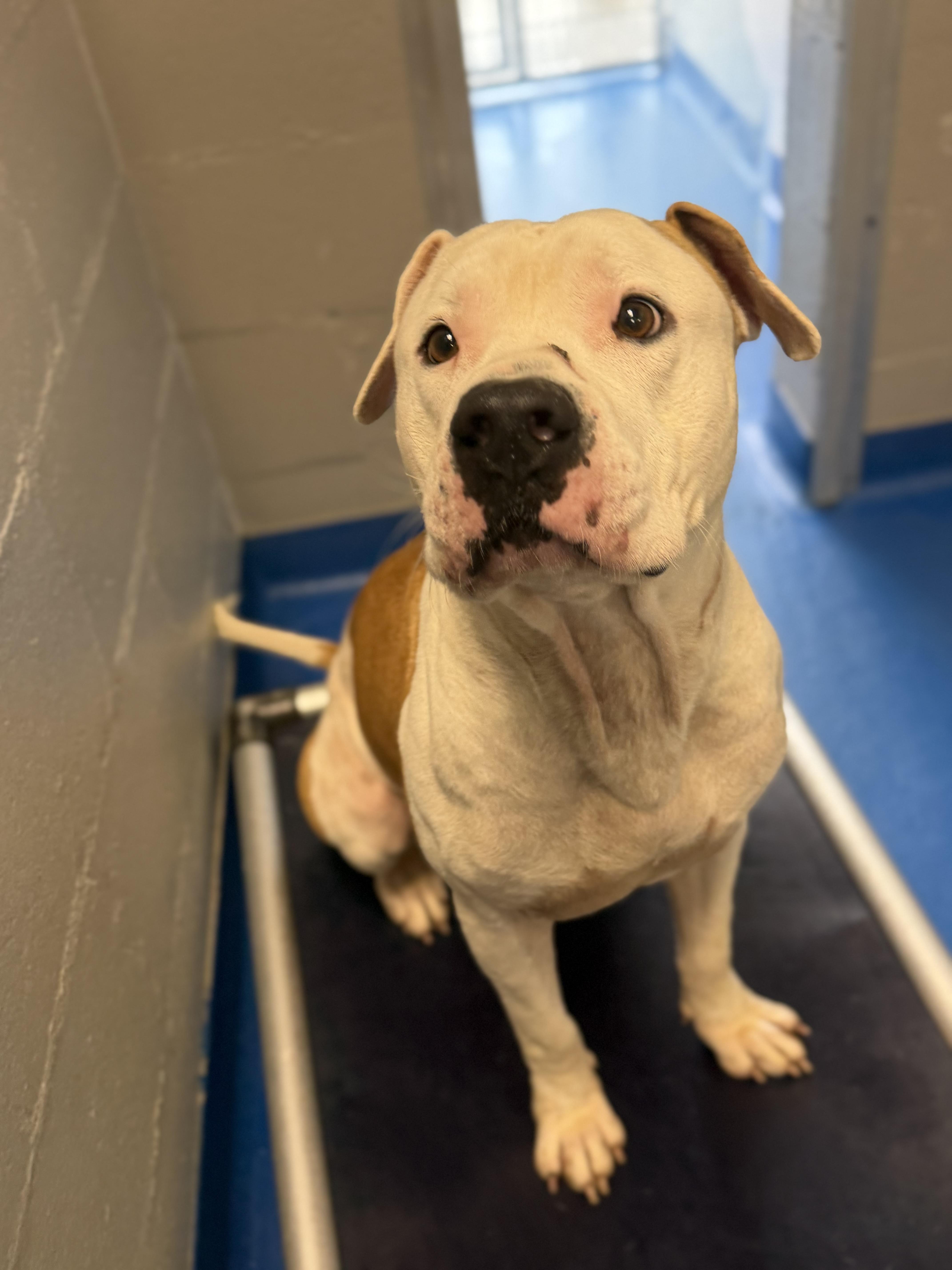 Enlarge Pork Chop, a Adoptable mixed breed in Lancaster, SC image 3/4