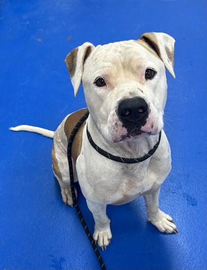 Enlarge Pork Chop, a Adoptable mixed breed in Lancaster, SC image 4/4