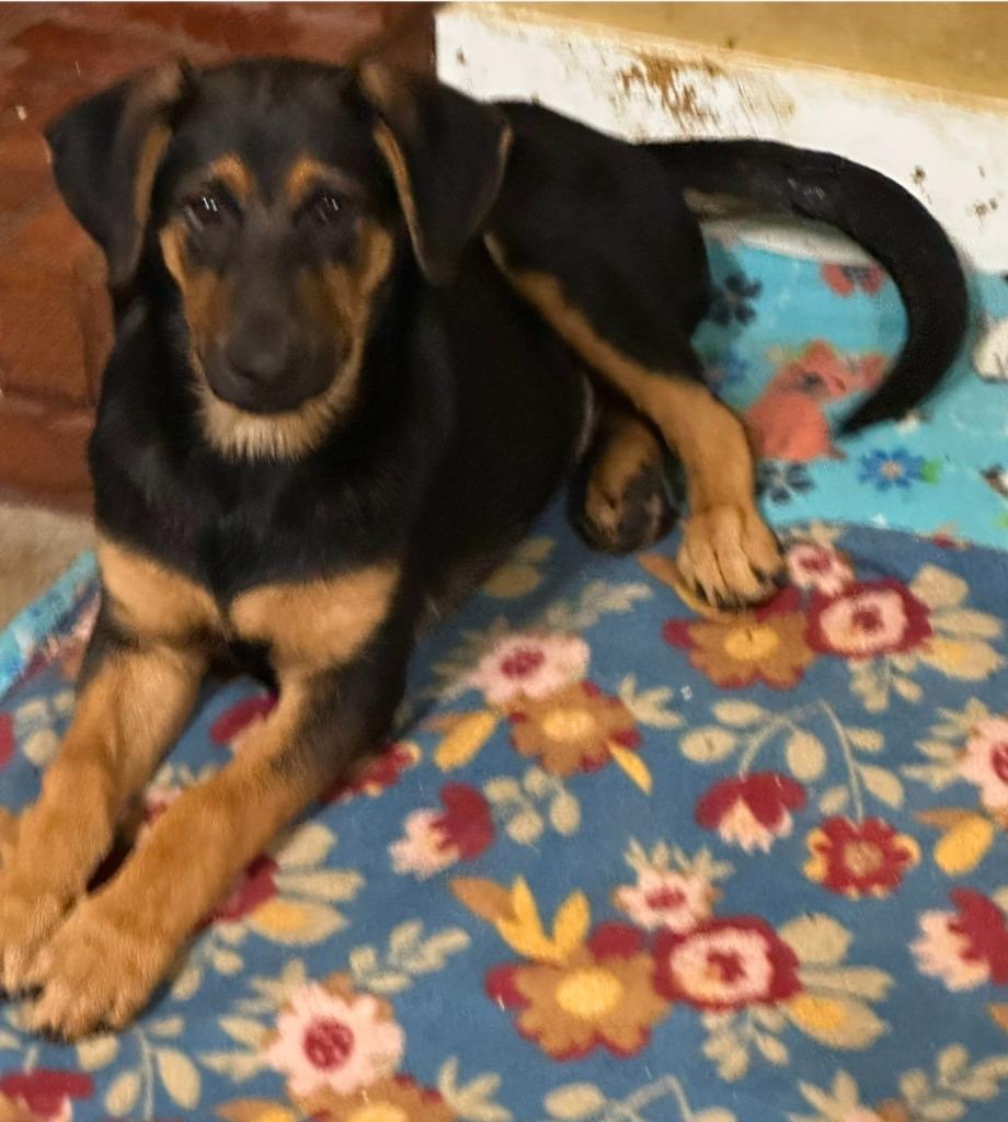 Eli, Adoptable, Puppy Male Shepherd.