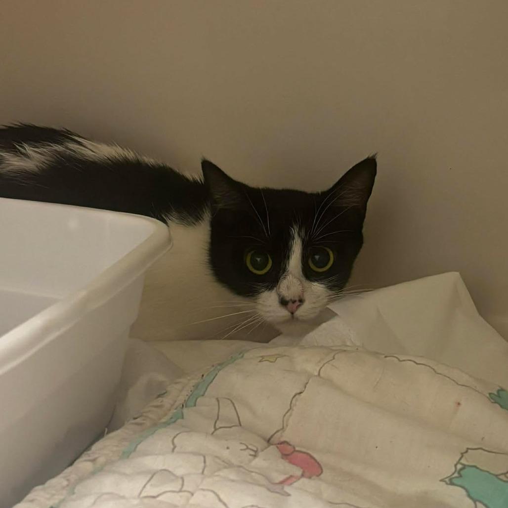 Enlarge Java, a Adoptable Domestic Short Hair in Rocky Mount, VA image 1/4