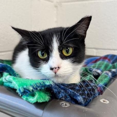 Enlarge Java, a Adoptable Domestic Short Hair in Rocky Mount, VA image 2/4