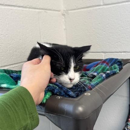 Enlarge Java, a Adoptable Domestic Short Hair in Rocky Mount, VA image 3/4