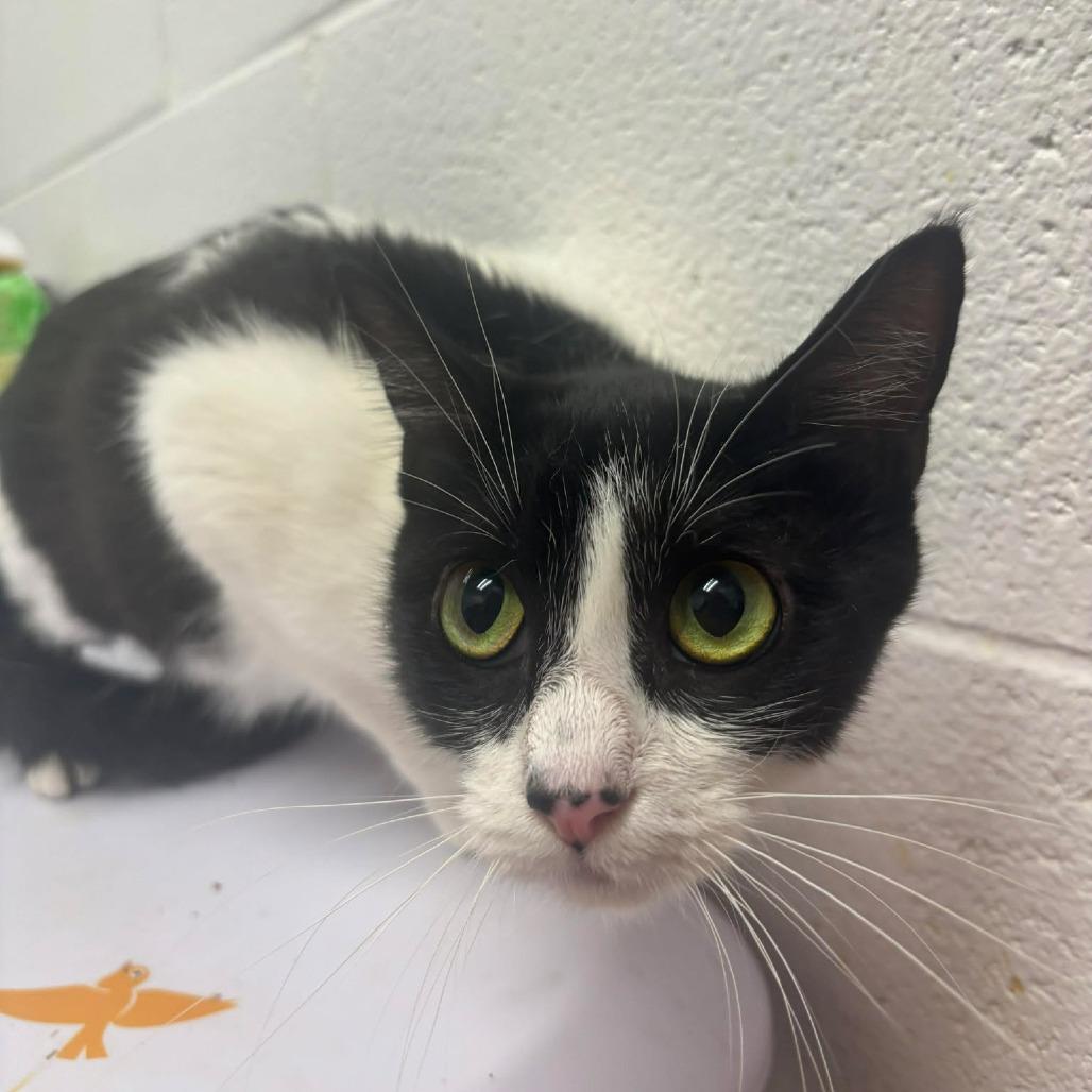 Enlarge Java, a Adoptable Domestic Short Hair in Rocky Mount, VA image 4/4