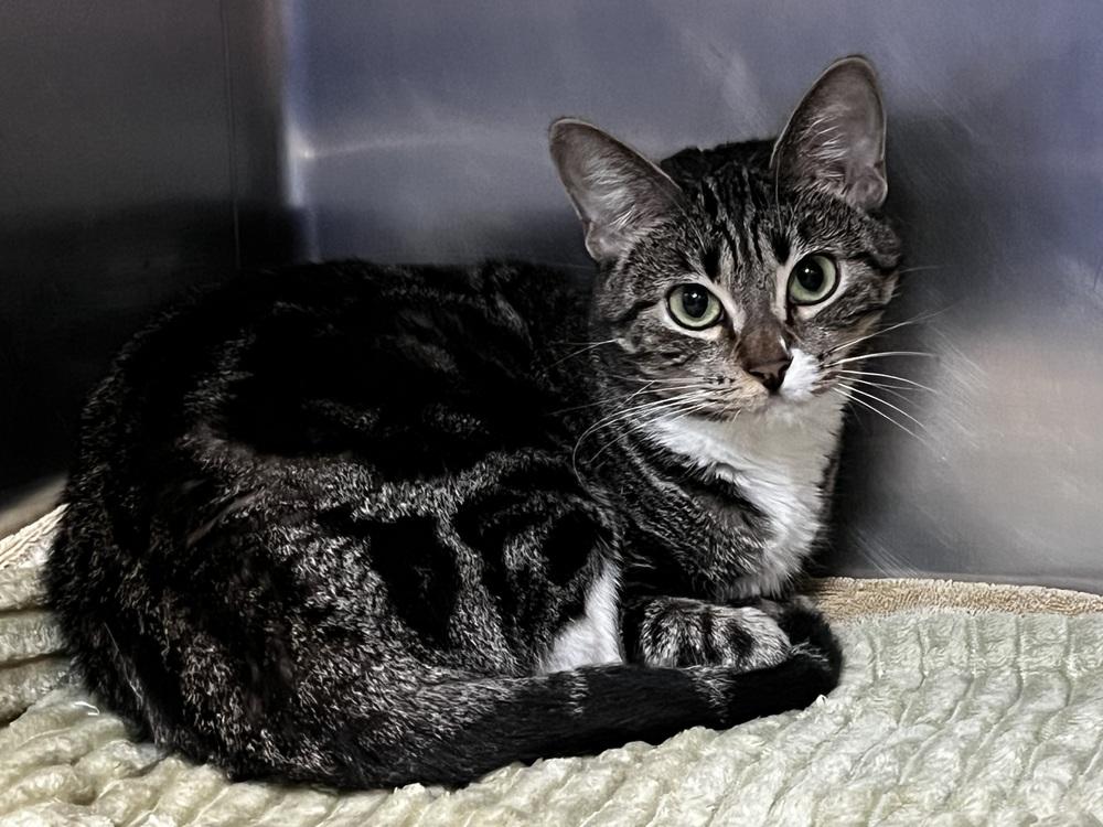 Enlarge Stevie, a Adoptable mixed breed in Jamestown, CA image 1/1