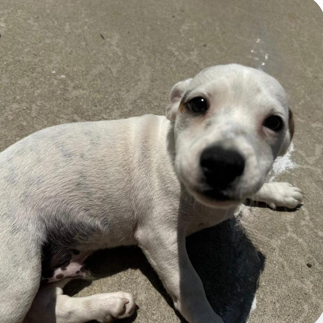 Enlarge Dumpling, a Adoptable mixed breed in Seal Beach, CA image 4/6