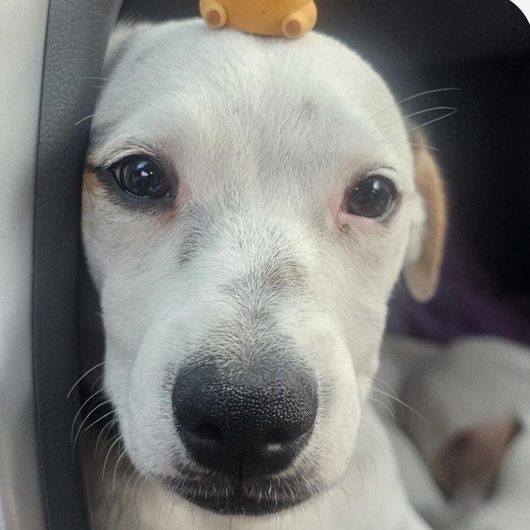 Enlarge Dumpling, a Adoptable mixed breed in Seal Beach, CA image 5/6