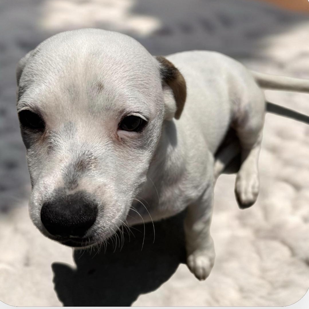 Enlarge Dumpling, a Adoptable mixed breed in Seal Beach, CA image 6/6