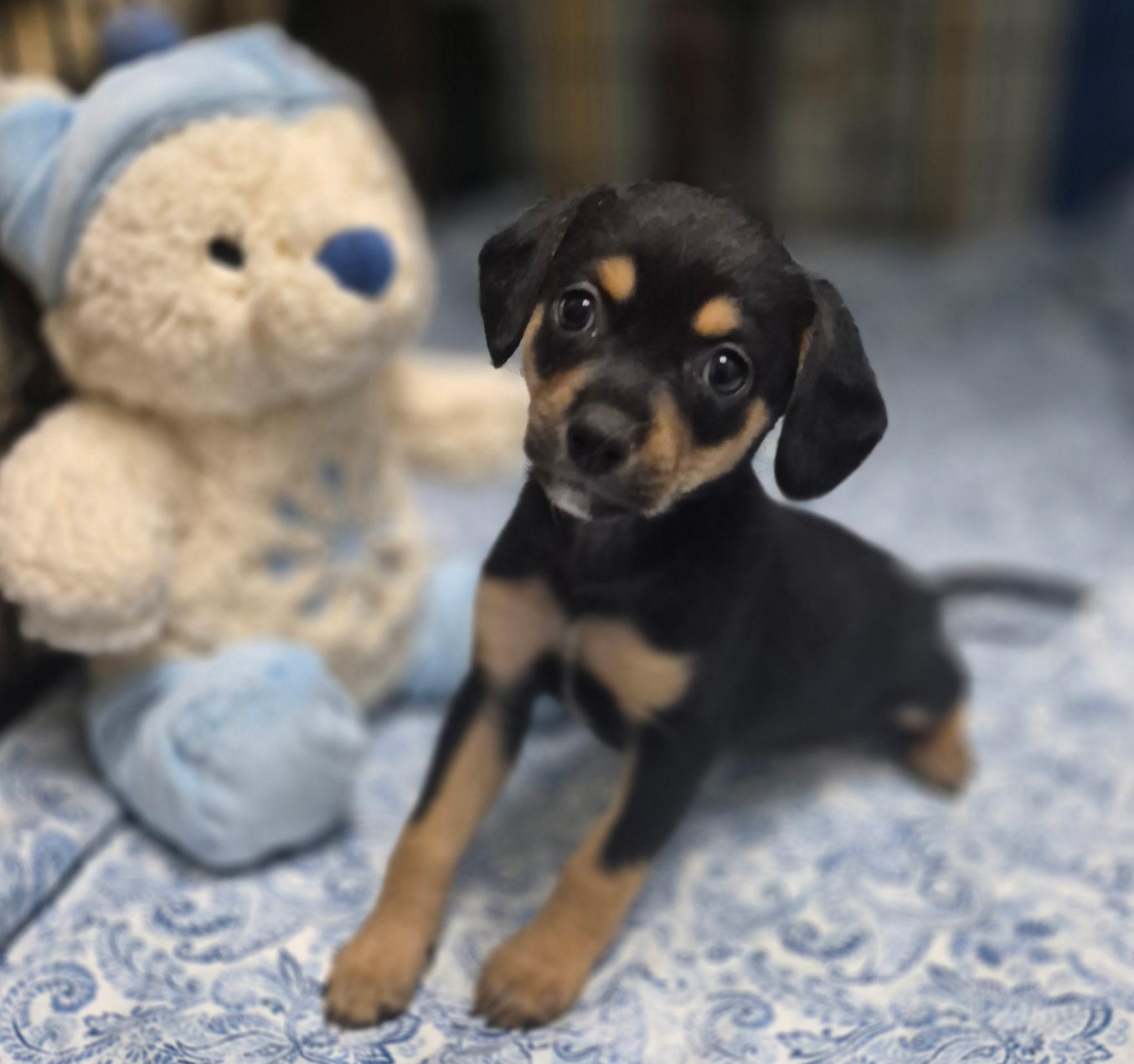 Petunia, an adopted mixed breed in Los Angeles, CA image 4/4