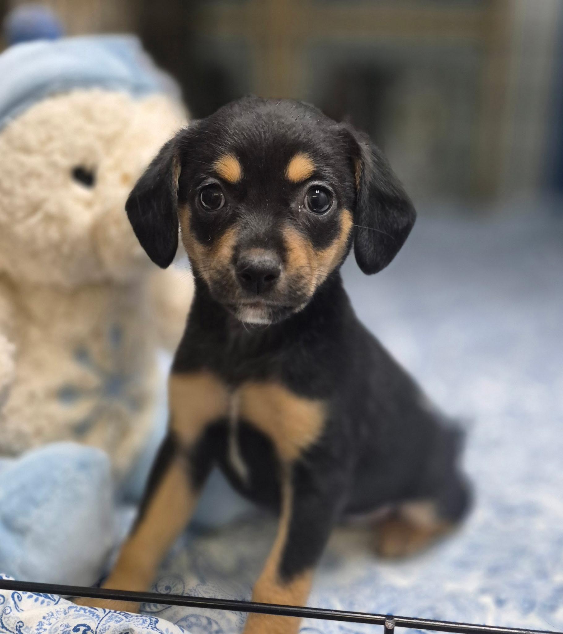 Petunia, an adopted mixed breed in Los Angeles, CA image 2/4