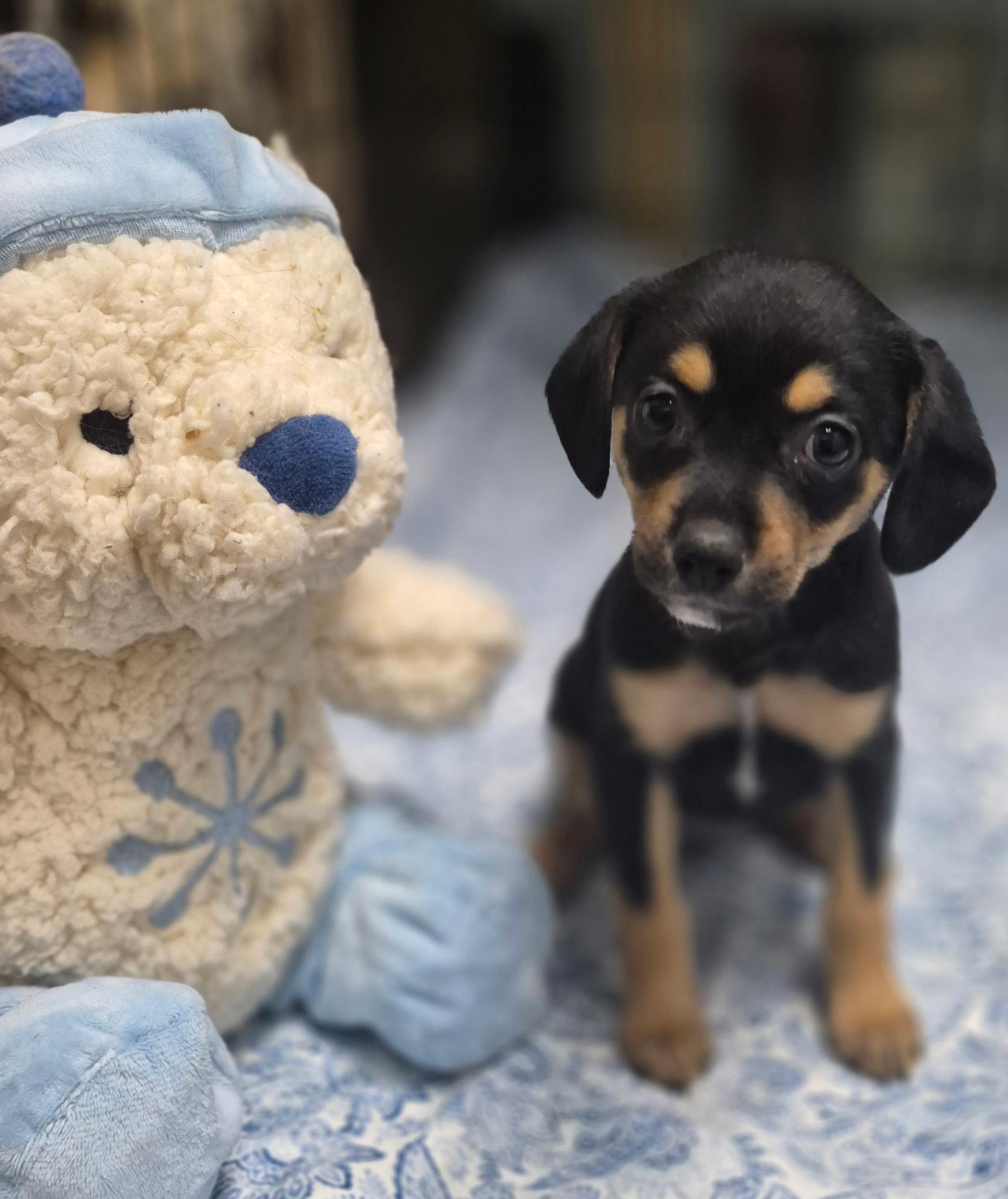 Petunia, an adopted mixed breed in Los Angeles, CA image 3/4