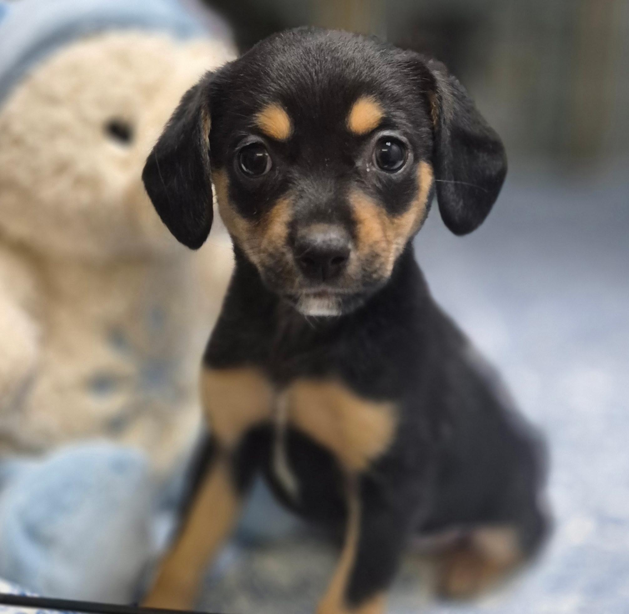 Petunia, adopted, Puppy Female Miniature Pinscher & Chihuahua.