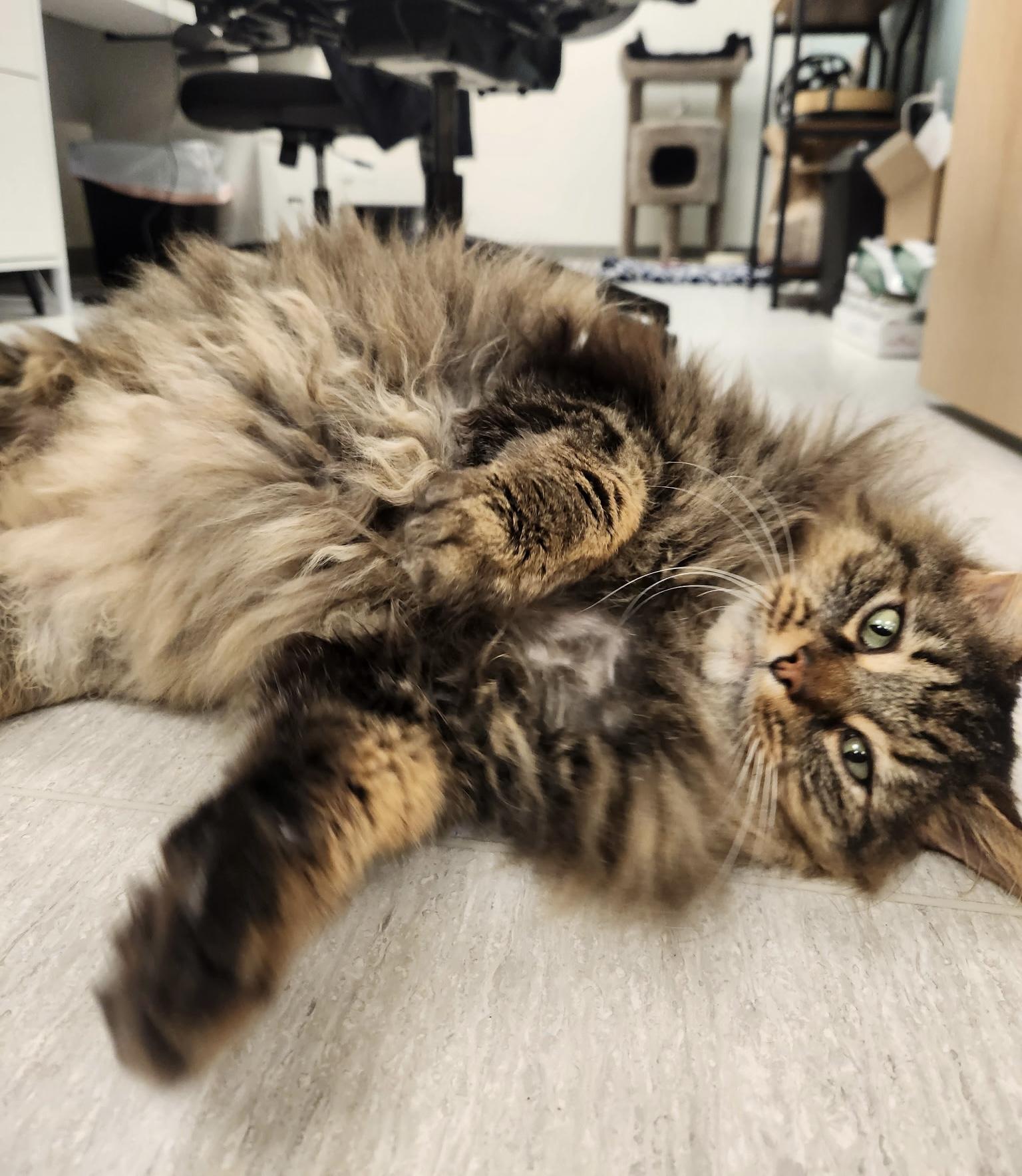 Hagrid, a ADOPTABLE mixed breed in Steilacoom, WA image 6/6