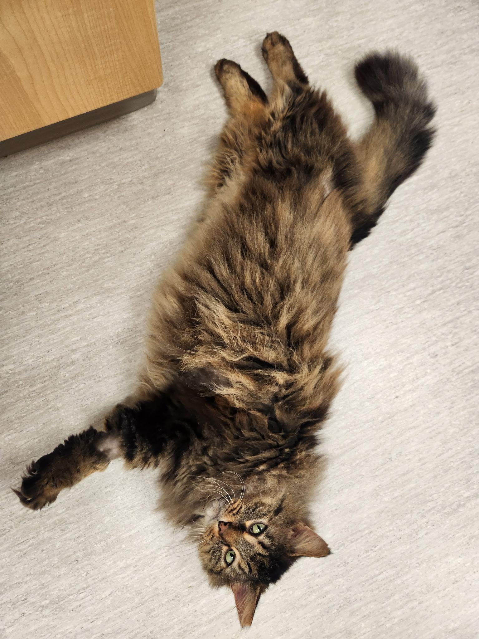 Hagrid, a ADOPTABLE mixed breed in Steilacoom, WA image 4/6