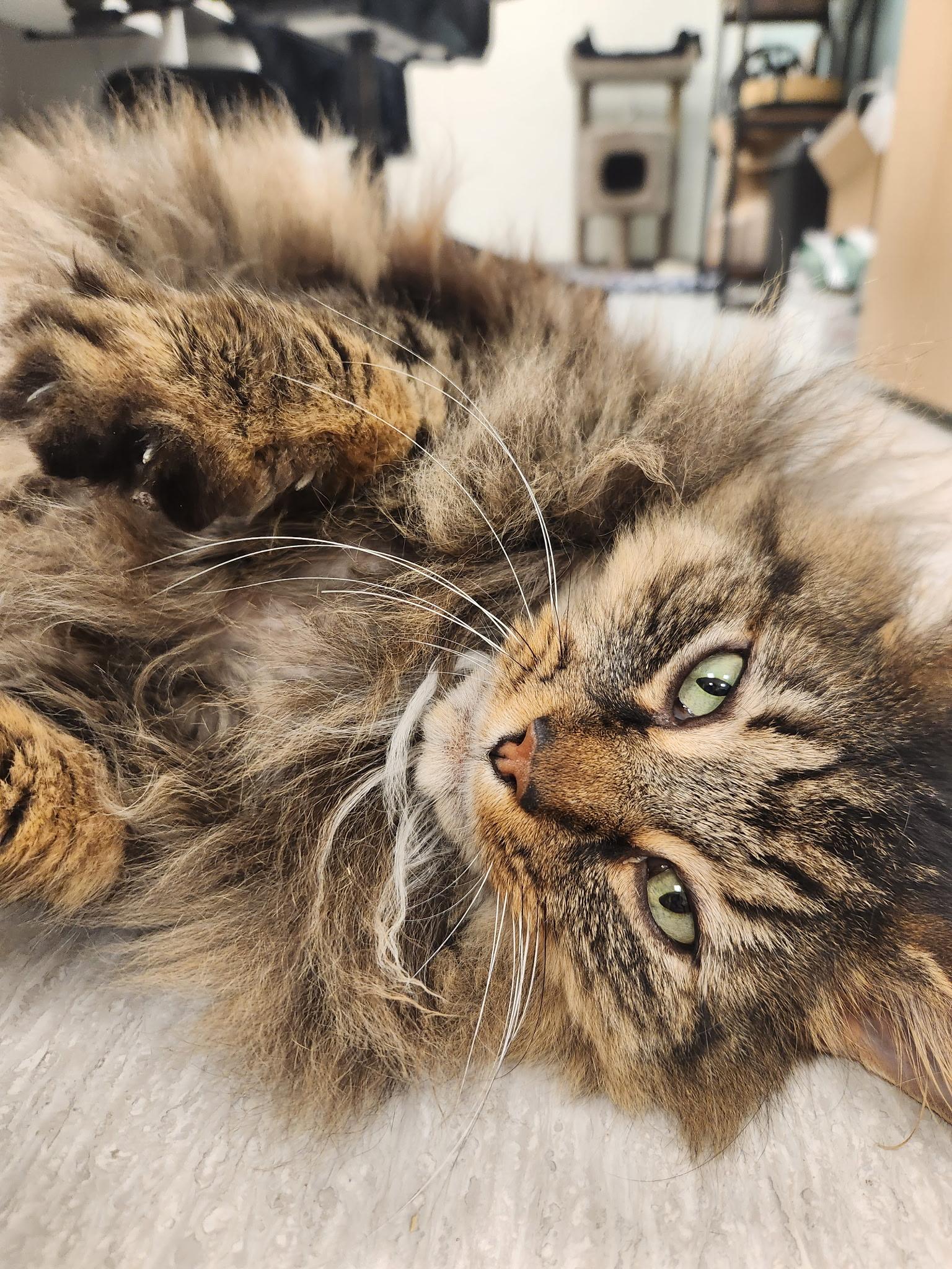 Hagrid, a ADOPTABLE mixed breed in Steilacoom, WA image 3/6