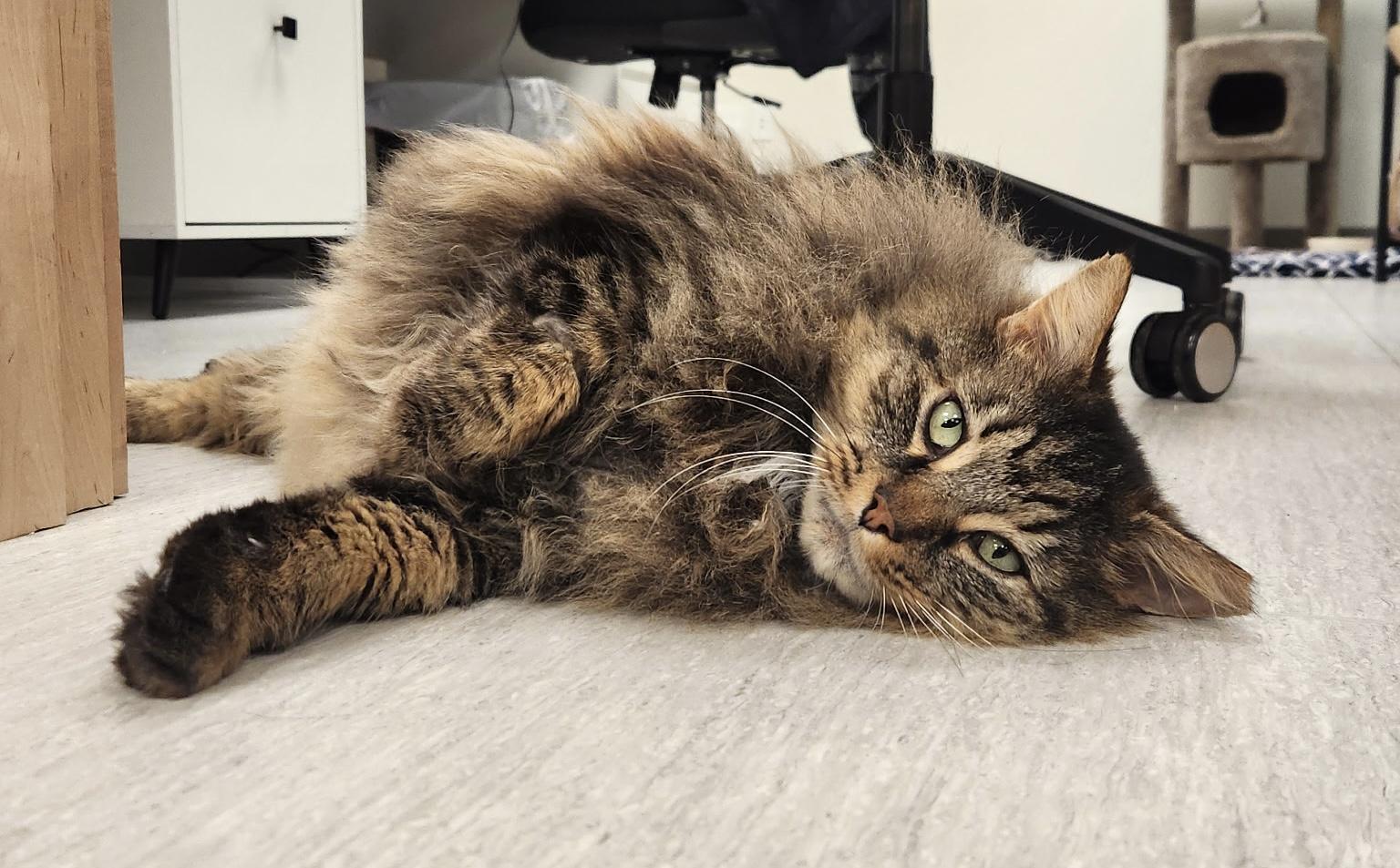 Hagrid, a ADOPTABLE mixed breed in Steilacoom, WA image 2/6