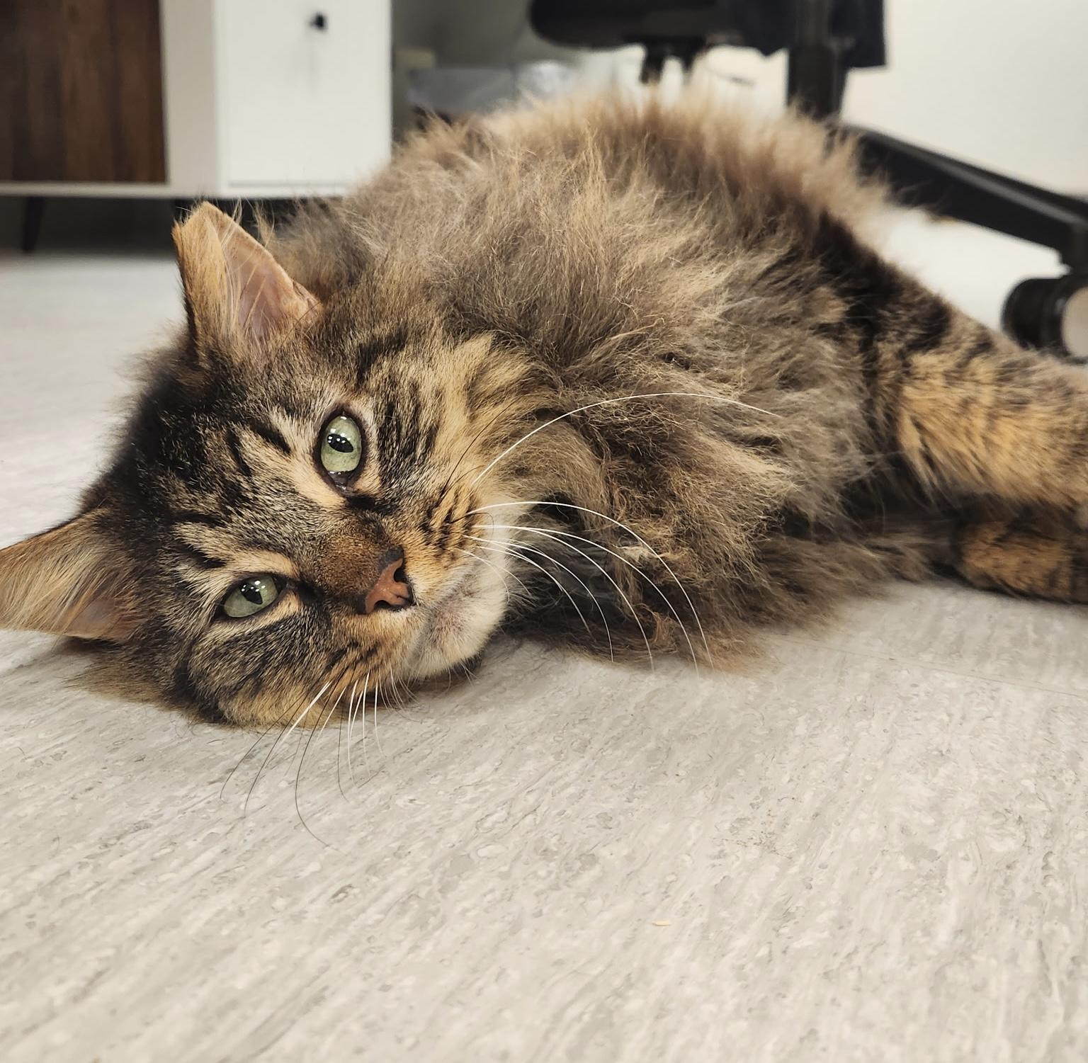 Hagrid, ADOPTABLE, Adult Male Domestic Long Hair & Tabby.