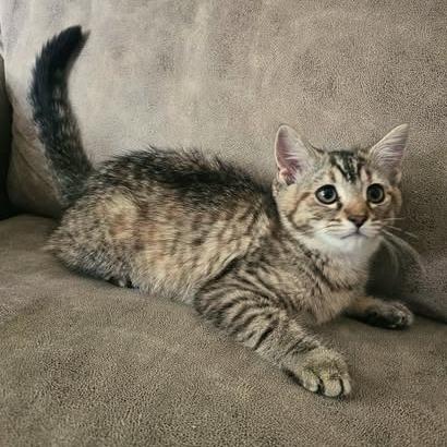 Enlarge Betsy, a ADOPTABLE Domestic Medium Hair in Reading, PA image 1/1