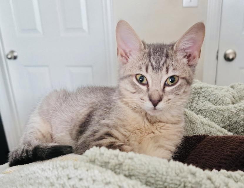 Aphrodite, adopted, Kitten Female Tabby.