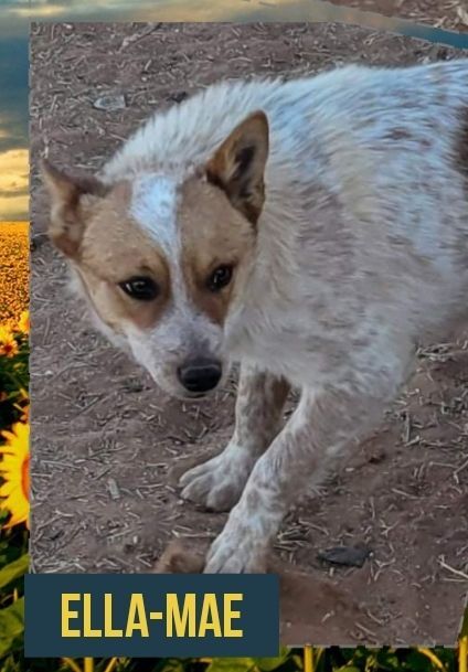 Ella-Mae, Adoptable, Young Female Australian Cattle Dog / Blue Heeler.