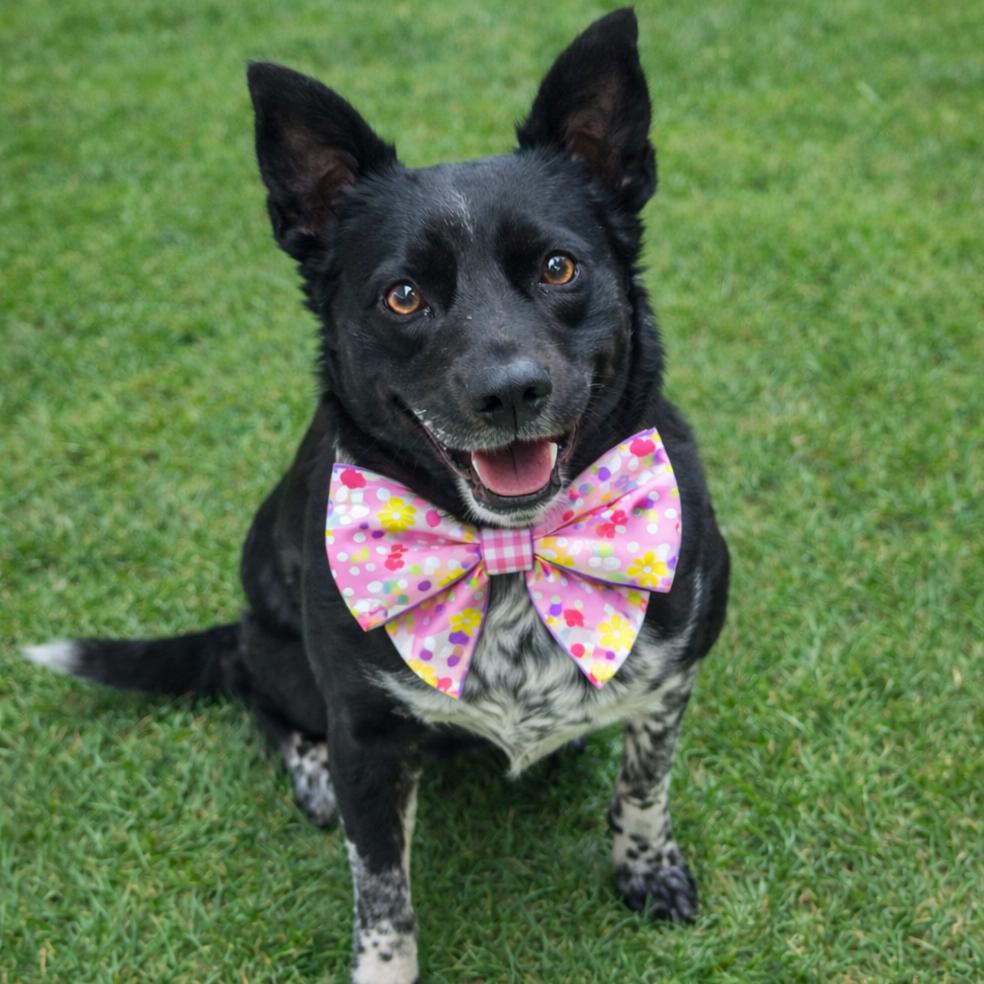 Enlarge Nora 26-0063, a Adoptable Mixed Breed in Yanceyville, NC image 1/3