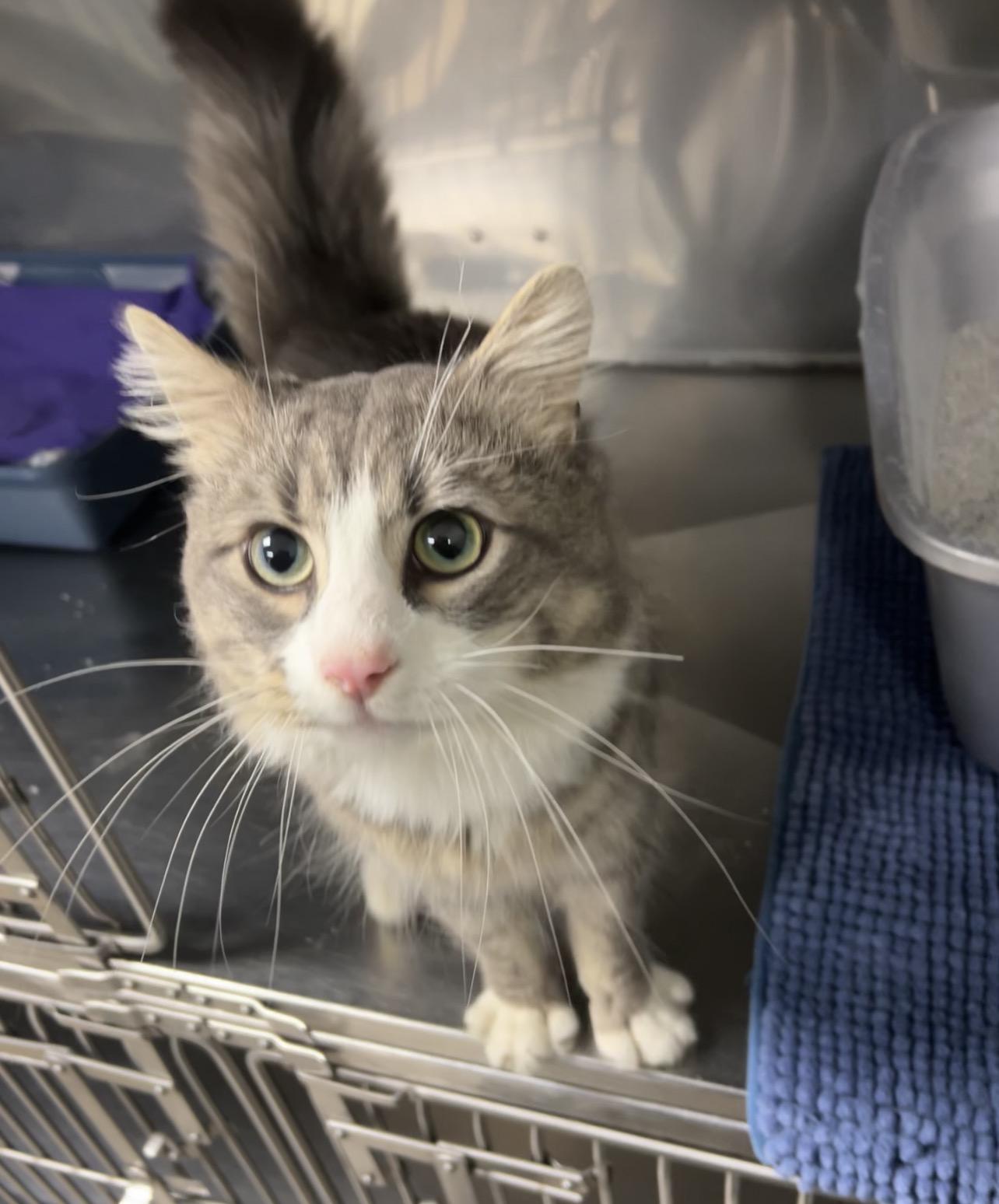 Enlarge Lion fish, an adopted Domestic Long Hair in Montville, NJ image 1/1