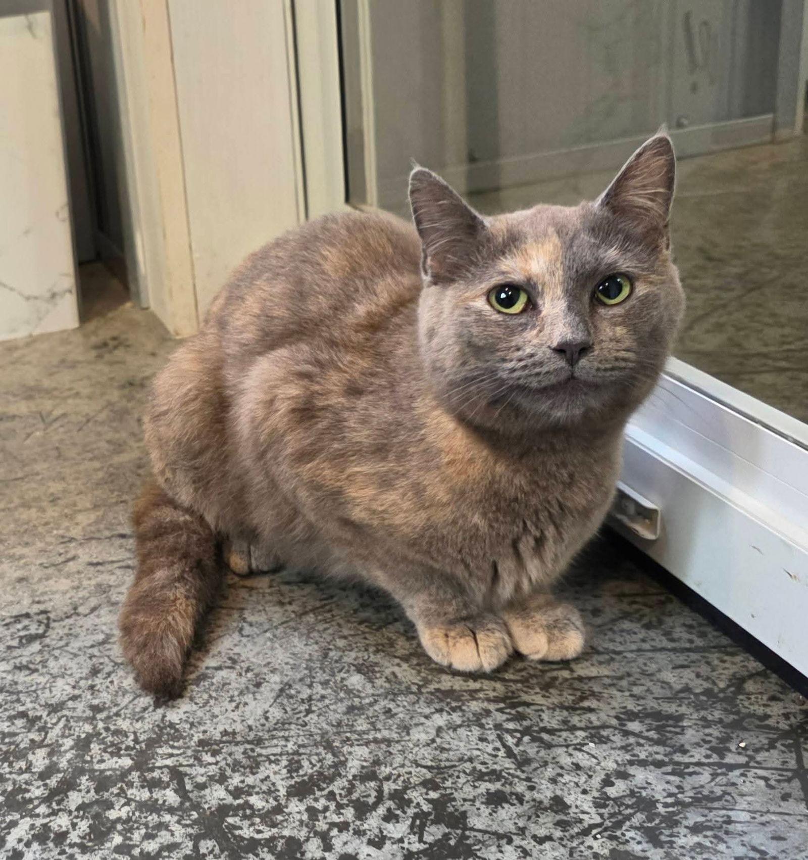 Kitty Hawk, Adoptable, Young Female Dilute Calico & Tortoiseshell.